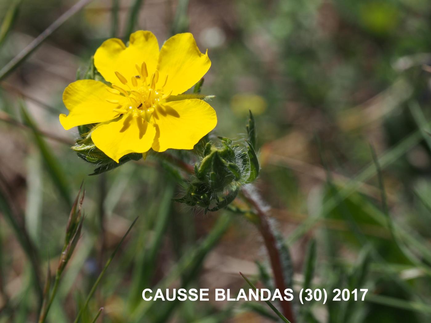 Cinquefoil, Hairy flower